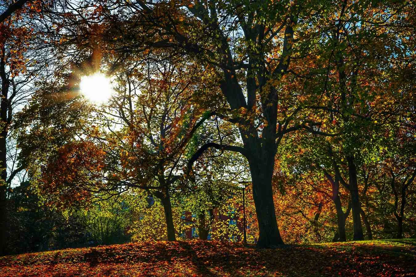 Vasaparken